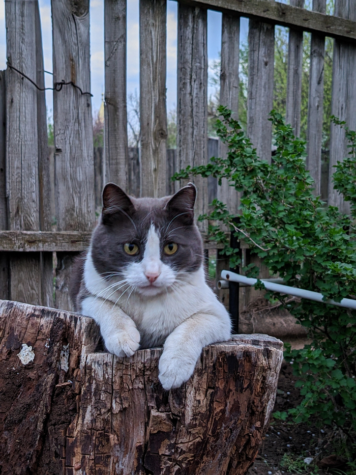 Кот по кличке Бандит