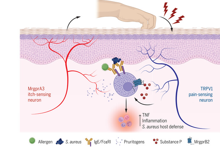 Расчёсывание аллергической сыпи усиливает воспаление, но также защищает от инфекции