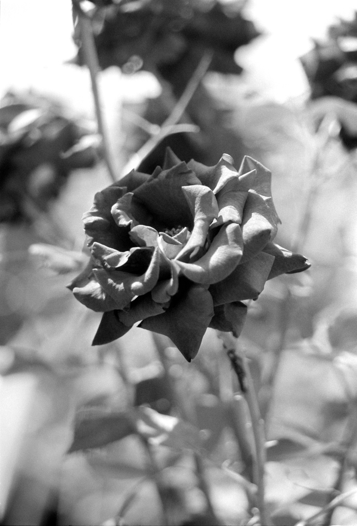 Pentax MZ-6 + SMC Pentax-FA 35mm F2 AL + Fomapan Classic 100