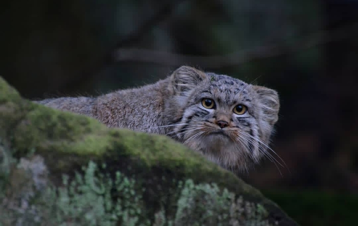 Сама нежность