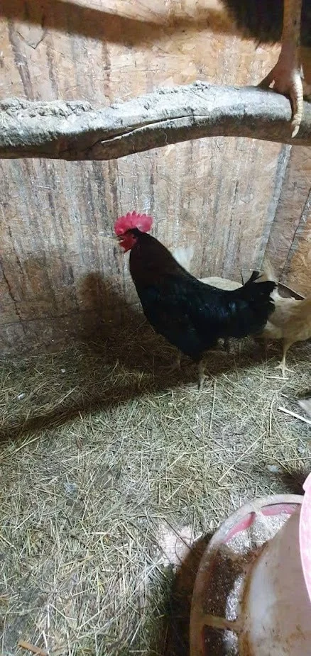 Rooster, in any hands - Longpost, Tomsk, Animals, In good hands, Rooster, My