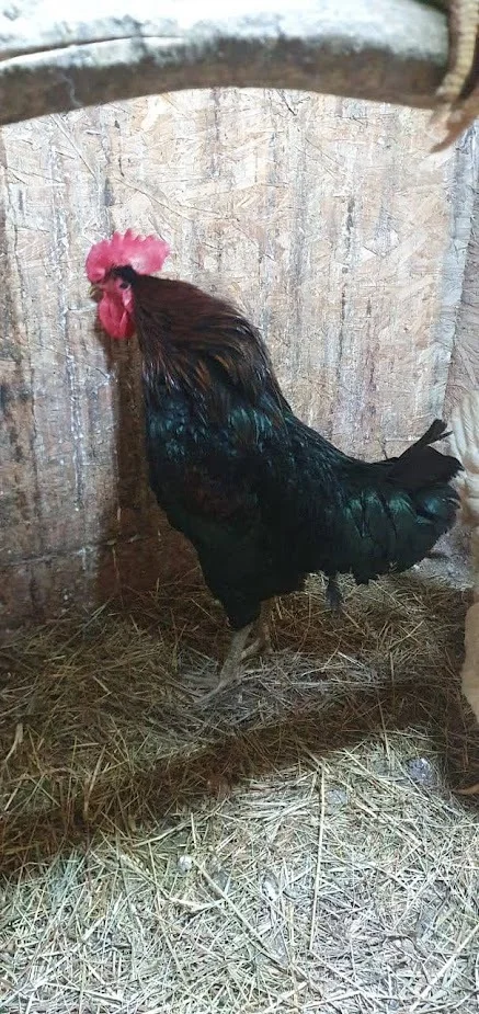 Rooster, in any hands - Longpost, Tomsk, Animals, In good hands, Rooster, My