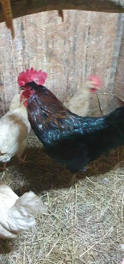 Rooster, in any hands - Longpost, Tomsk, Animals, In good hands, Rooster, My