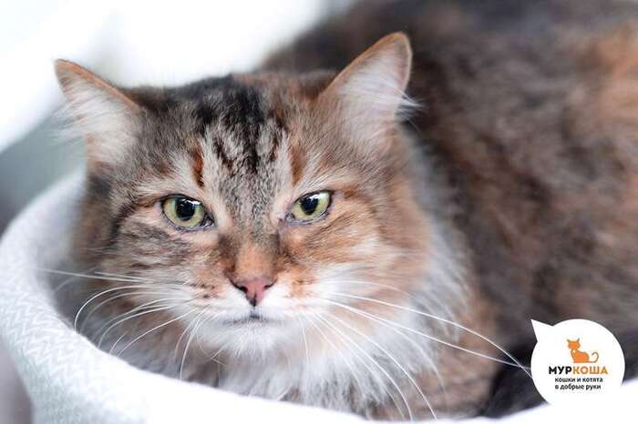 Кошка Липонька