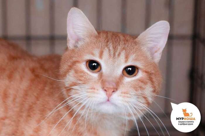 Кот Мультяшкин