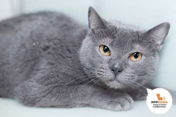 Кошка Тэффи