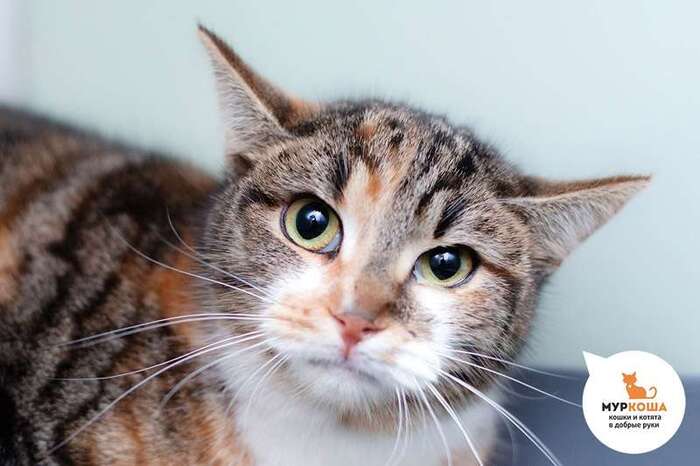 Кошка Медалька