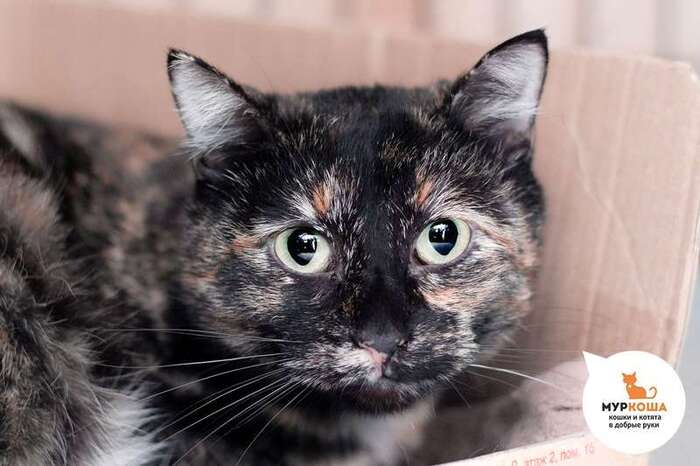 Кошка Ветеница