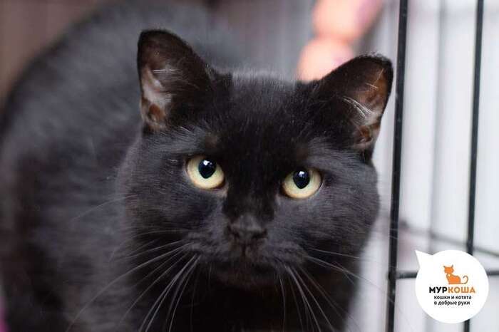 Кошка Гайтан