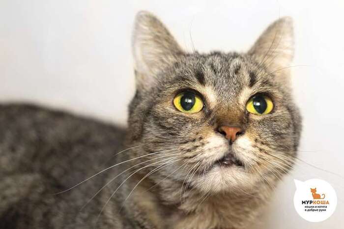 Кошка Кассиопея