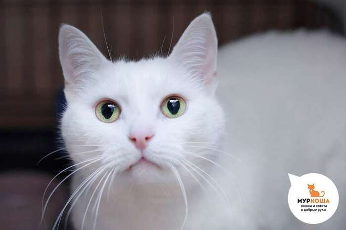 Кот Лансель