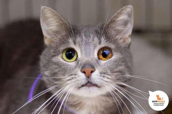 Кошка Мастика