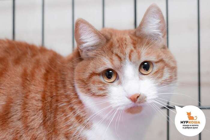 Кошка Милоуз