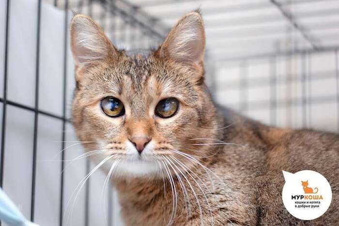 Кошка Мэйко