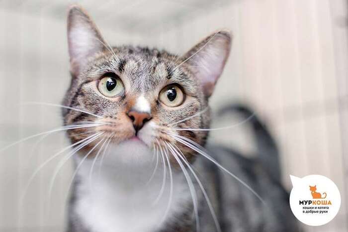 Кошка Нармин