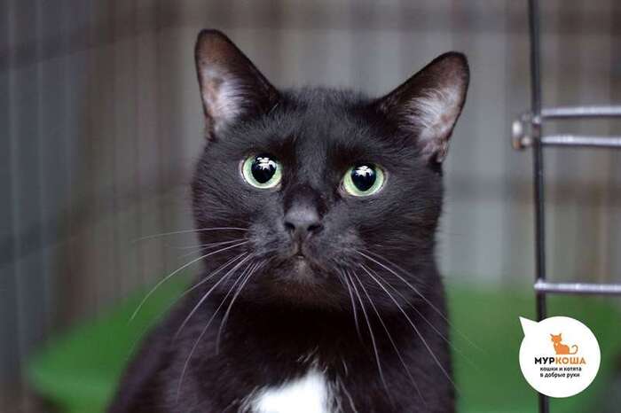 Кот Позитрон