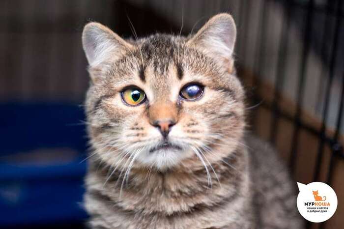 Кот Фабрицио