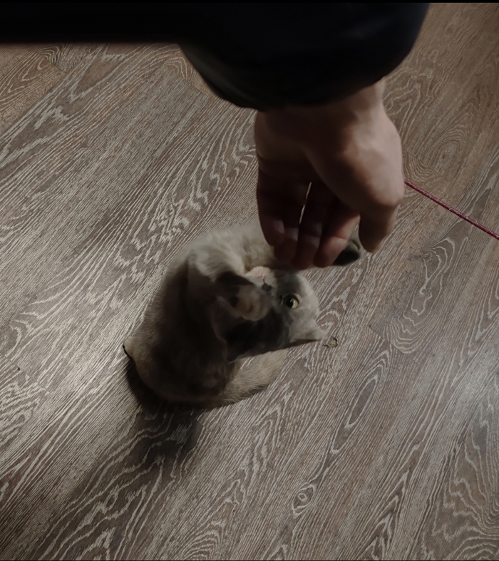 Устами кошки...