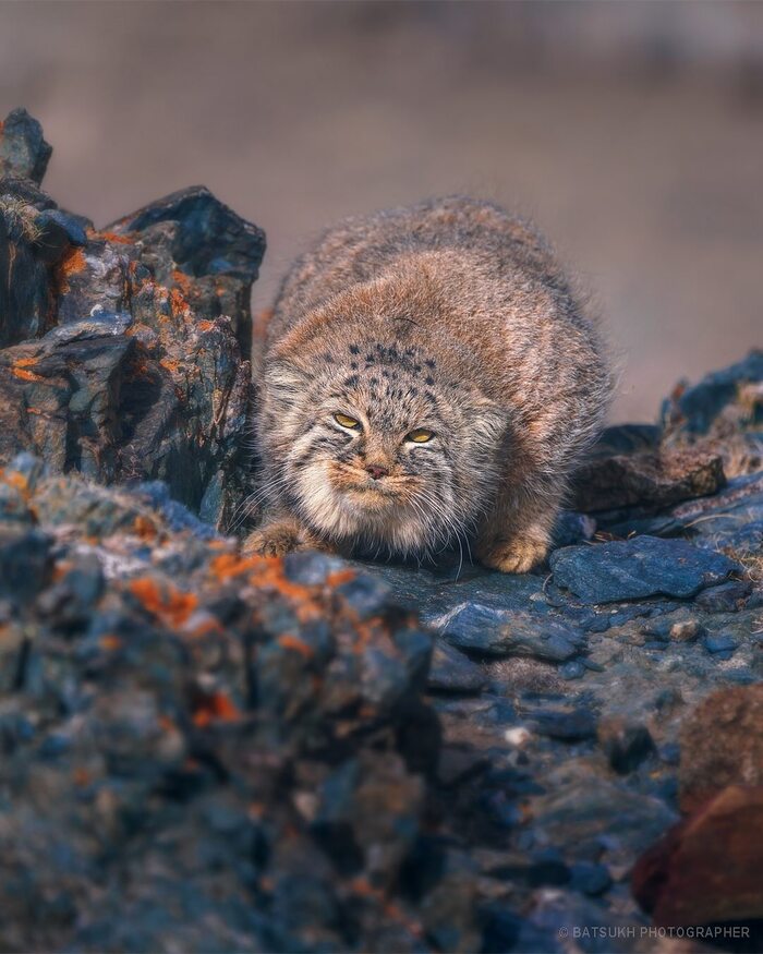 Фотограф Batsukh.