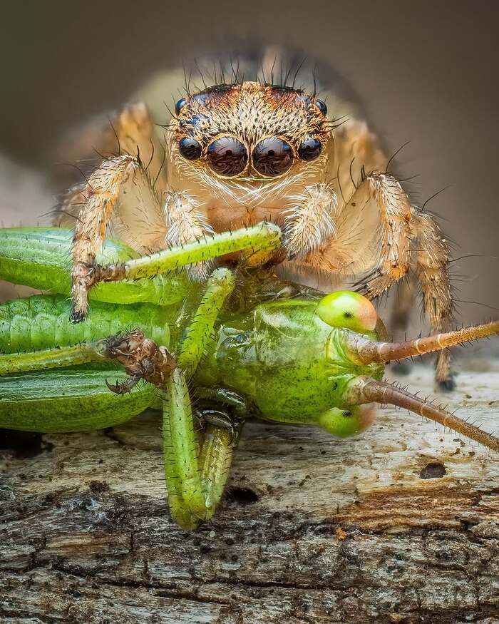 - Maratus clupeatus  -, , ,  ,  , , , , , 