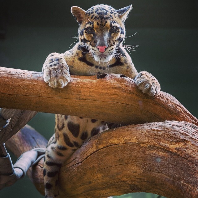 Я на брёвнышке сижу и на зрителей гляжу