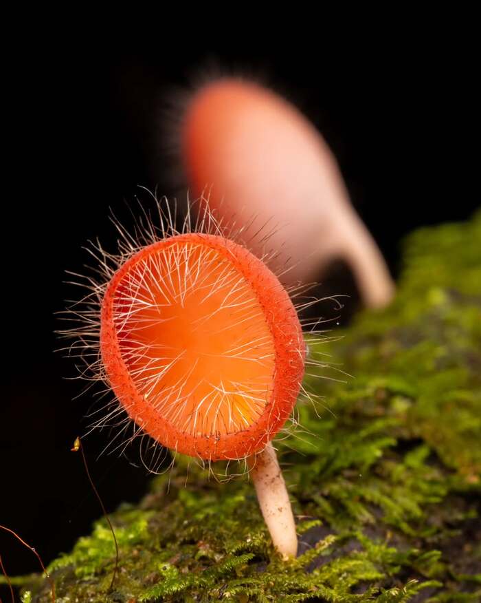 Cookeina tricholoma.