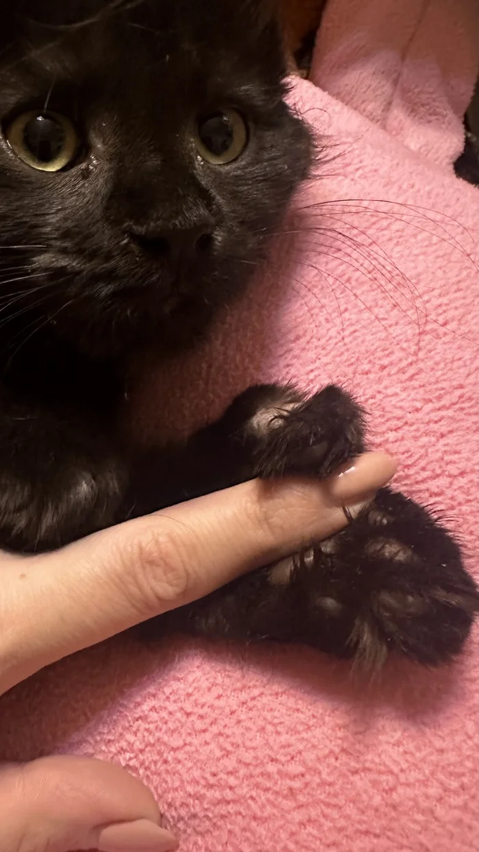 Life without a cat is possible, but meaningless. - My, cat, Kittens, Paws, Black cat, Maine Coon, Mobile photography, Girls, Pets, Positive, Self-irony, Bagheera, Milota, Selfie, The Simpsons, Cat lovers, Crazy Cat Girl, Humor, Bang, Longpost