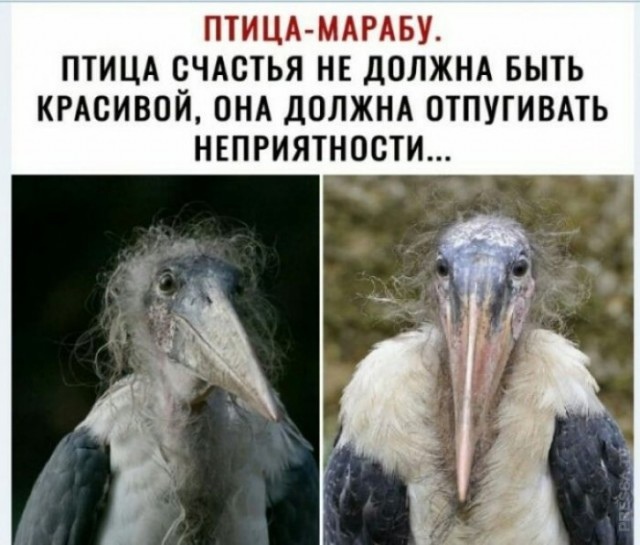 Птица счастья