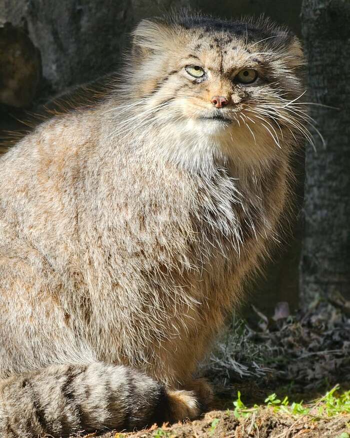 Добрых снов от Полли