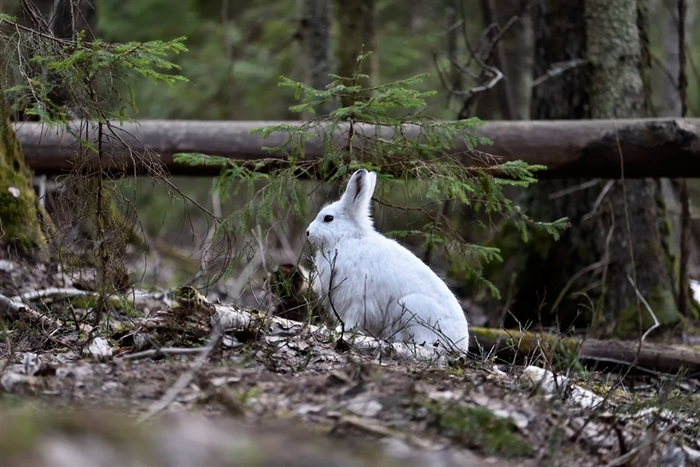 Ещё одна опасность для лесных зверей: если нет снега, то в зимней шубе их легко заметить.