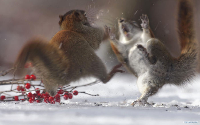 Голодные игры. Жестокие и беспощадные.