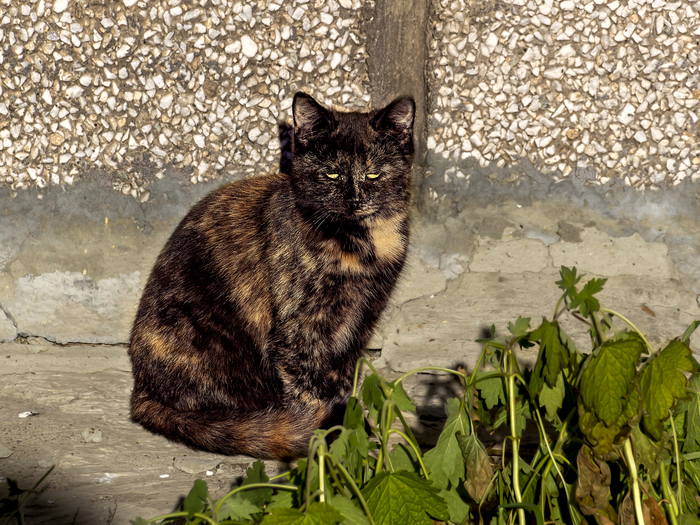 �� ������ II