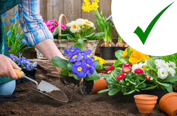 Эти цветы задавят самые злостные сорняки!