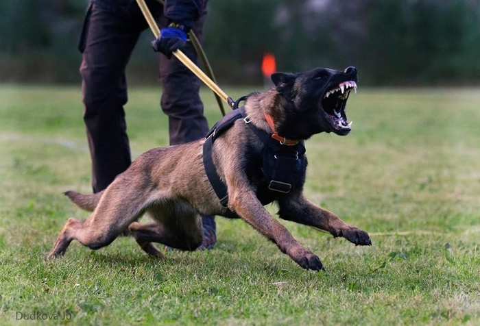      .    : , , .      .       : , , .