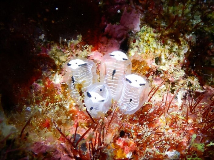 Посмотрите, как наше восприятие зависит от ракурса! В таком положении эти существа не кажутся жуткими!