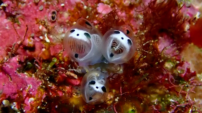 А так кажется, будто асцидии питаются не только планктоном, но и душами грешников.