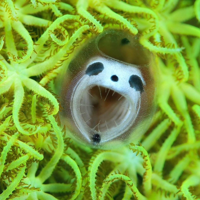 Как хорошо, что рот и зубы у неё ненастоящие!