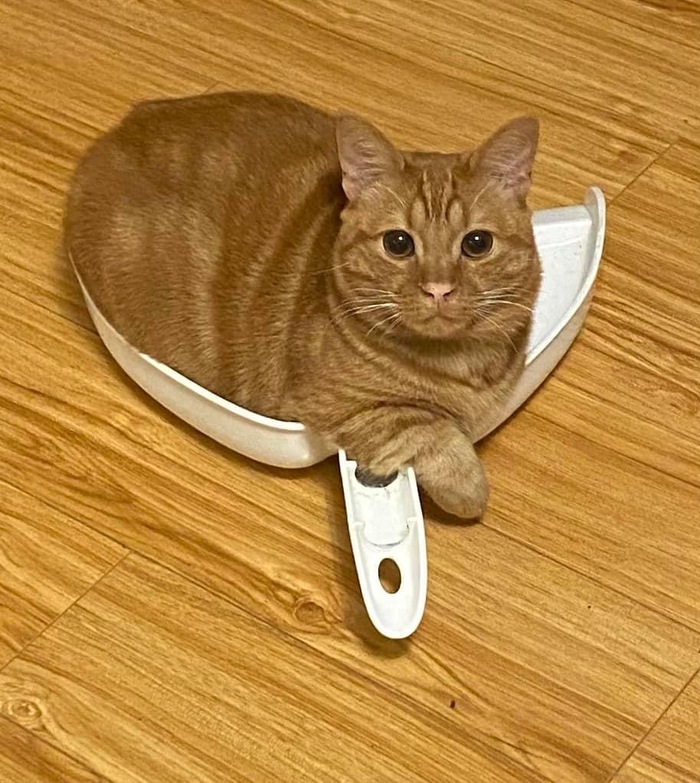 Совочек кота