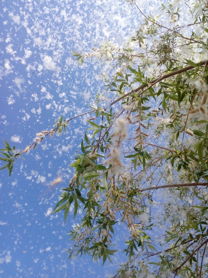 Созревшие семена ивы белой разносит ветер. Фото с сайта <!--noindex--><a href="https://pikabu.ru/story/iva_belaya_i_aspirin_12350336?u=http%3A%2F%2Ffotokonkurs.ru&t=fotokonkurs.ru&h=bb56a0b490d068ac802017edb65f2415d152a488" title="http://fotokonkurs.ru" target="_blank" rel="nofollow noopener">fotokonkurs.ru</a><!--/noindex-->