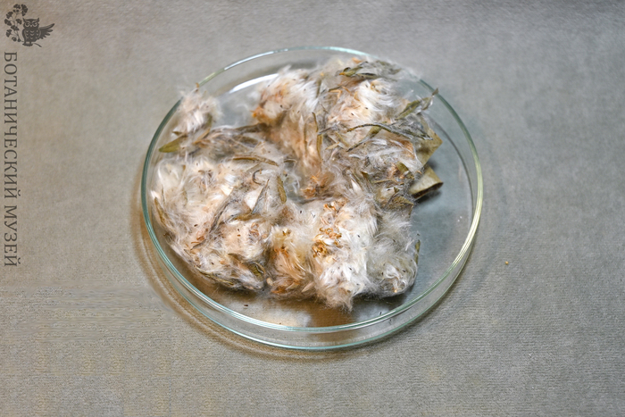 Семена ивы белой. Из фондов Ботанического музея БИН РАН.