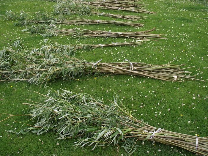 Заготовки для плетения из ивы. Фото с сайта <!--noindex--><a href="https://pikabu.ru/story/iva_belaya_i_aspirin_12350336?u=http%3A%2F%2Fdeladom.ru&t=deladom.ru&h=45a9b199134a4e2a3249034dd19c470cc1a4d2d3" title="http://deladom.ru" target="_blank" rel="nofollow noopener">deladom.ru</a><!--/noindex-->.