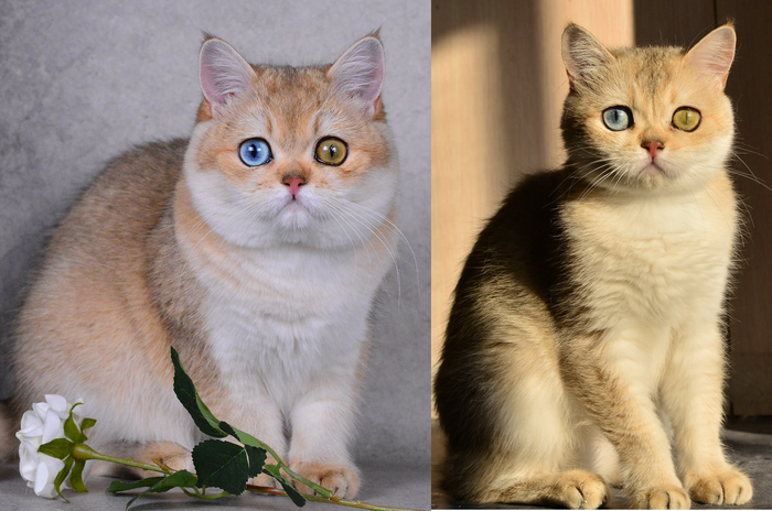         .  -      ,      ,   .