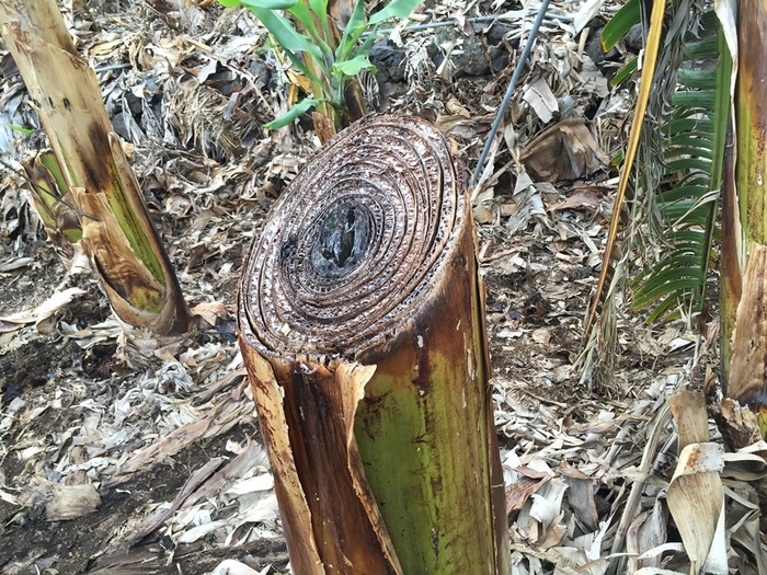 Срез ложного стебля банана. Фото с сайта <!--noindex--><a href="https://pikabu.ru/story/fruktyi_banan_12357662?u=http%3A%2F%2Fhumanshealtyfood.blogspot.com&t=humanshealtyfood.blogspot.com&h=7c1d97f82efebc16c1a34ad43043e991f6d55c7b" title="http://humanshealtyfood.blogspot.com" target="_blank" rel="nofollow noopener">humanshealtyfood.blogspot.com</a><!--/noindex-->.