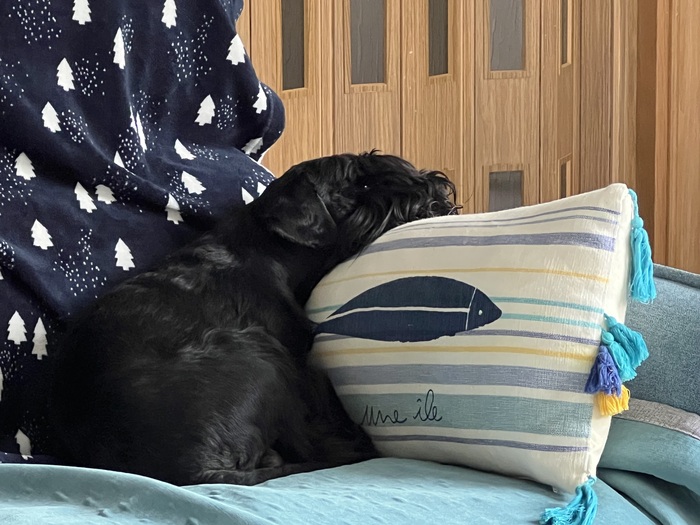 Любимое место - в углу дивана, с подушкой.