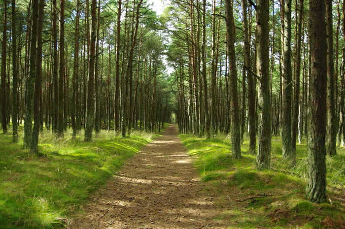 Калининградская область, Куршская коса