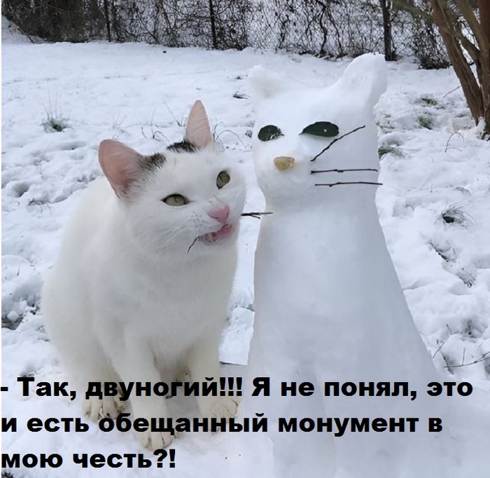 Опять котэ обидели! :(