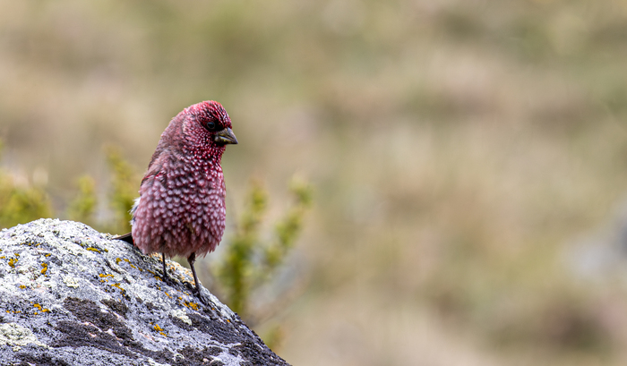 ���� �� ����� ������� ������� ��������