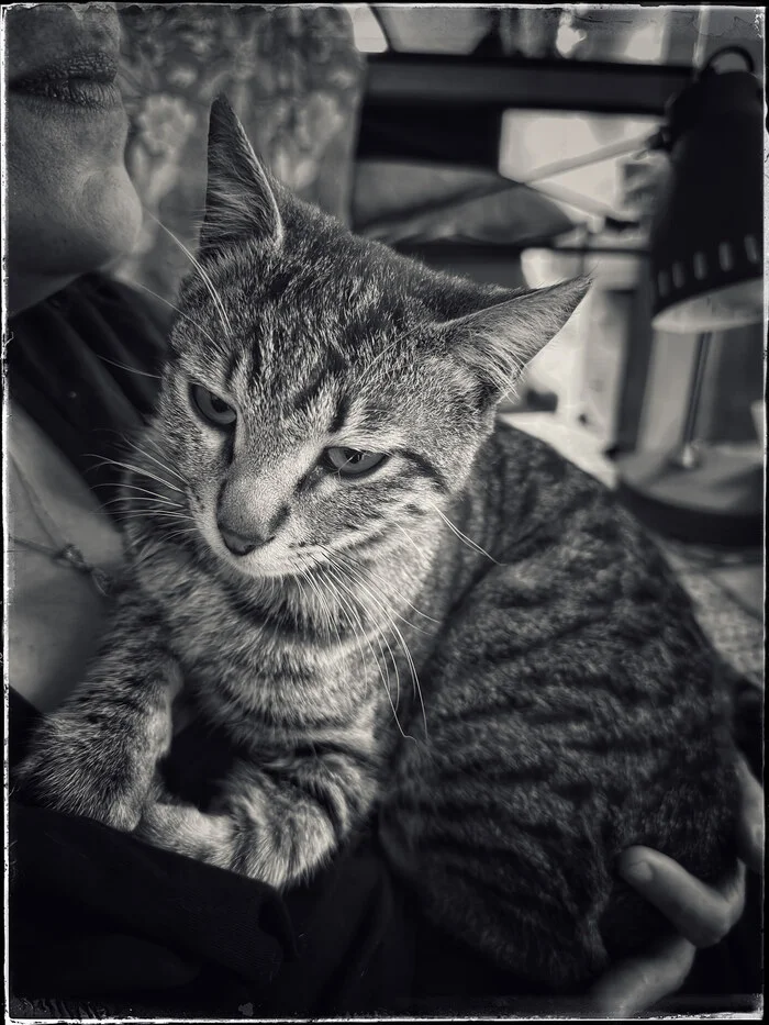 Кот - Моё, Кот, Черно-белое фото