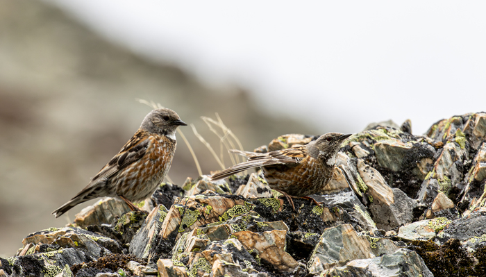 ��� �� �� ����������� ���������