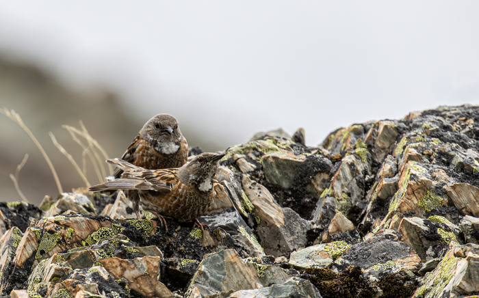 ����������� ���������, ������������ ���� ��� �������� - ����� ��� ���